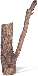 Produktbild von Aquariumdekoration Zweig aus Liege Aquavie