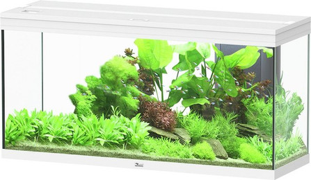 Produktbild von Aquatlantis Splendid Ultra 240 Weiß Aquarium - 1 Stk