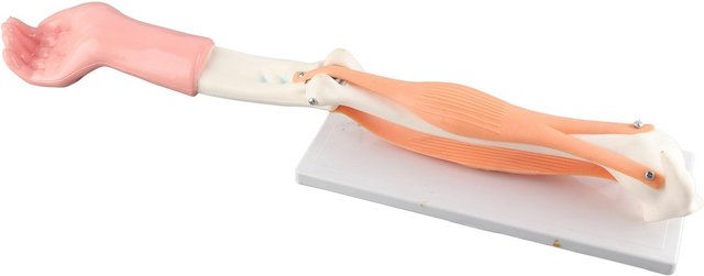 Produktbild von Arm Bewegungsmodell Anatomisches Ellbogengelenk Bewegungsmodell Grundschullehrmittel