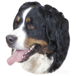 Produktbild von Aufkleber Nobby Pet Bernese Mountain Dog