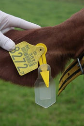 Auriplak Attachatag Pfeil mit Schlitz - 10 Stück – Bild 1 von 5