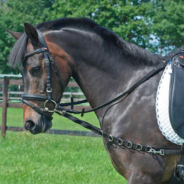 Ausbindezügel Oesen-Elastik – Bild 1 von 2