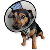 Produktbild von AA-Vet Easyfix Collar XXL