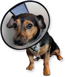 AA-Vet Easyfix Halsband Größe M – Bild 1 von 2