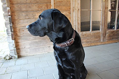 Activity4Dogs Hundehalsband aus Leder M1 für mittelgroße Hunde 2,5cm breit 36-42cm - 1 Stk. – Bild 1 von 4