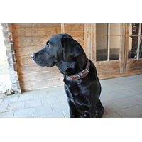 Produktbild von Activity4Dogs Hundehalsband aus Leder M1 für mittelgroße Hunde 2,5cm breit 36-42cm - 1 Stk.