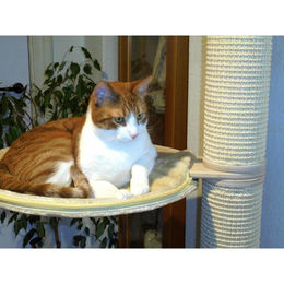 Aktiv Kat Katzenkissen Schlafmulde mit Plüsch-Bezug und Metallrahmen Schwarz Grau Ø 45 cm – Bild 1 von 2