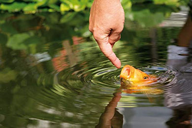 AL-KO-TE Multi Mix Hauptfutter für Fische 13,5 kg – Bild 1 von 3