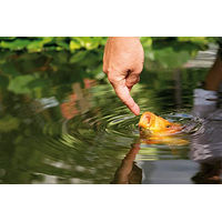 Produktbild von AL-KO-TE Multi Mix Hauptfutter für Fische 13,5 kg