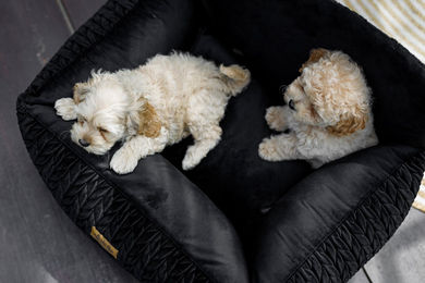 Alinco Market Elite Athena Autositz für Hunde und Katzen mit Memory Foam und wasserdichter Oberfläche Schwarz – Bild 1 von 2