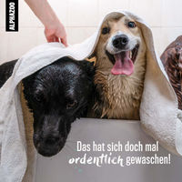 Produktbild von Alphazoo Repair Care Shampoo für Hunde und Katzen 200 ml