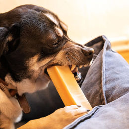 Produktbild von alsa-nature Kaukäse Kauartikel für Hunde Adult 3 Stück Größe XS