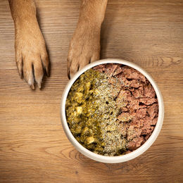 Produktbild von alsa-nature SIMPLE Hundefutter Nass Huhn Starterpaket für erwachsene Hunde getreidefrei und glutenfrei mit Monoprotein