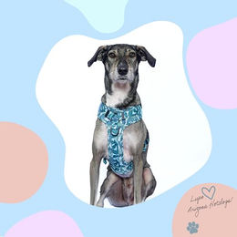 Produktbild von Amazonia Arizona Hotdogs Hunde-Griffgeschirr aus Neopren mit 1,5 m Leine Grün XL