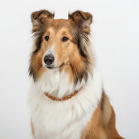 Produktbild von Amberdog Bernstein Halsband für Welpen in Braun 50-60cm
