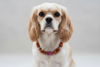 Produktbild von Amberdog Bernstein Halskette für kleine Hunde mit Achat in Gelb 35cm