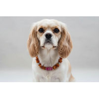 Produktbild von Amberdog Bernstein Halskette für kleine Hunde mit Achat in Gelb 35cm