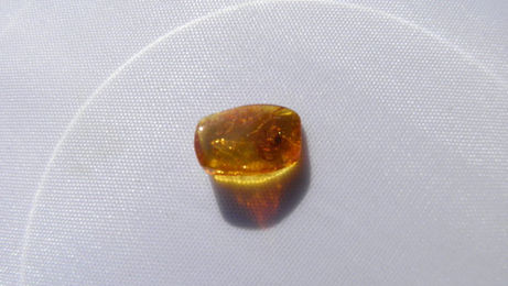 Produktbild von Amberdog Bernstein mit Spinne