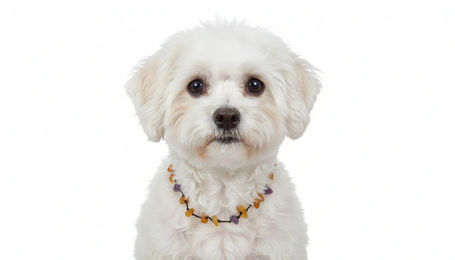 Produktbild von Amberdog Bernstein und Amethyst Fusskettchen für kleine Hunde 28cm