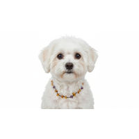 Produktbild von Amberdog Bernstein und Amethyst Fusskettchen für kleine Hunde 28cm