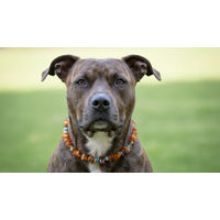 Produktbild von Amberdog Bernsteinkette aus Naturmaterial für Hunde in Bunt 47cm