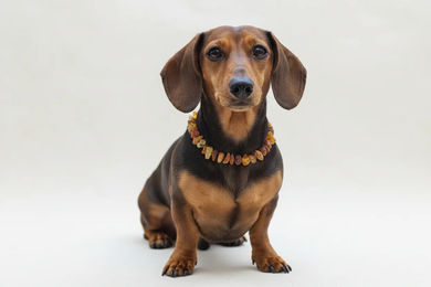 Produktbild von Amberdog Bernsteinkette Click für Hunde in Gelb und Braun 50cm