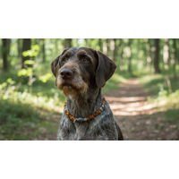 Produktbild von Amberdog Bernsteinkette für Hunde aus gelbem Naturbernstein 44cm