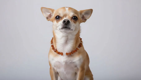 Produktbild von Amberdog Bernsteinkette für Hunde mit Bergkristall 18cm