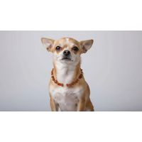 Produktbild von Amberdog Bernsteinkette für Hunde mit Bergkristall 18cm