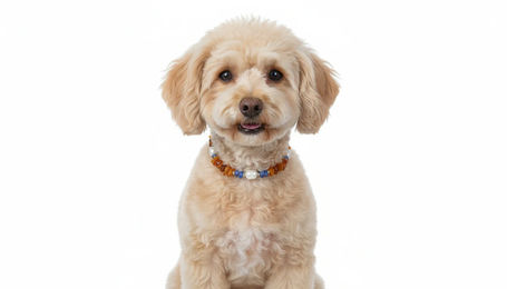 amberdog Bernsteinkette für Hunde mit Blauquarz und Muscheln 22cm – Bild 1 von 1