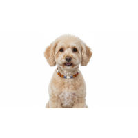 Produktbild von amberdog Bernsteinkette für Hunde mit Blauquarz und Muscheln 22cm