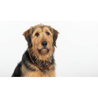 Produktbild von Amberdog Bernsteinkette für Hunde mit Citrin und Achat 44cm