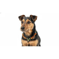 Produktbild von Amberdog Bernsteinkette für Hunde mit Herzchen-Edelsteinen 34cm