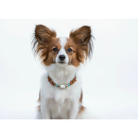Produktbild von Amberdog Bernsteinkette für Hunde mit Howlith und Landschaftsjaspis 24cm