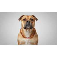 Produktbild von Amberdog Bernsteinkette für Hunde mit Jaspis und Achat 51cm