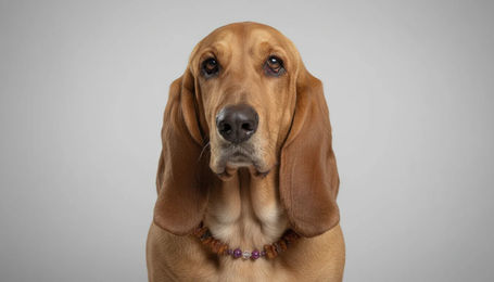 Produktbild von Amberdog Bernsteinkette für Hunde mit Mondstein und Sugilith 48cm