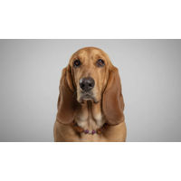 Produktbild von Amberdog Bernsteinkette für Hunde mit Mondstein und Sugilith 48cm
