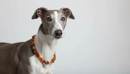 Produktbild von Amberdog Bernsteinkette für Hunde mit Naturbernstein und Swari-Glasperlen 40cm Braun Orange