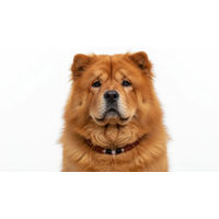 Produktbild von Amberdog Bernsteinkette für Hunde mit Onyx und Rosenquarz 46 cm