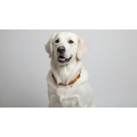 Produktbild von Amberdog Bernsteinkette für Hunde mit Rhodonit und Naturbernstein 49cm