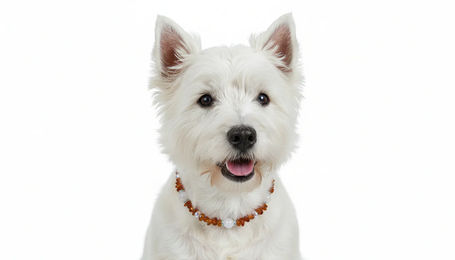 Produktbild von Amberdog Bernsteinkette für Hunde mit Rosenquarz und Swarovski Kristallen 37cm