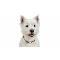 Produktbild von Amberdog Bernsteinkette für Hunde mit Rosenquarz und Swarovski Kristallen 37cm
