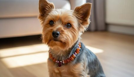 Produktbild von Amberdog Bernsteinkette für Hunde mit Sugilith und Koralle 25cm