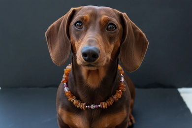 Produktbild von Amberdog Bernsteinkette für Hunde mit Sugilith und Swari 23cm
