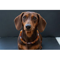 Produktbild von Amberdog Bernsteinkette für Hunde mit Sugilith und Swari 23cm
