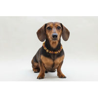 Produktbild von Amberdog Bernsteinkette Halsband für Hunde 30cm Gelb Braun