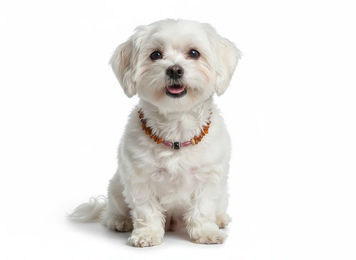 Produktbild von Amberdog Bernsteinkette Halsband für Hunde mit Rhodonit 26cm