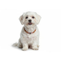 Produktbild von Amberdog Bernsteinkette Halsband für Hunde mit Rhodonit 26cm