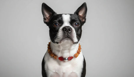 Produktbild von AMBERDOG Bernsteinkette mit Achat für Hunde in Braun 38cm