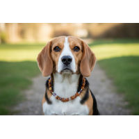 Produktbild von Amberdog Bernsteinkette mit Amethyst und Rosenquarz 32cm